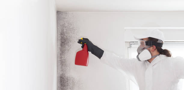Certified Mold Removal in Gulf Shores, AL