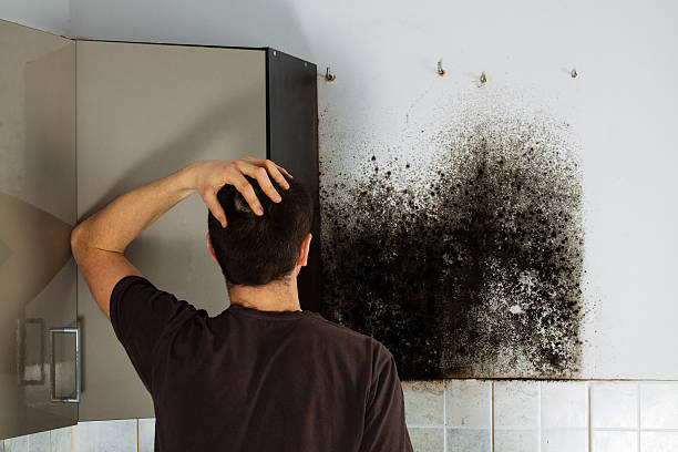 Attic Mold Removal in Gulf Shores, AL